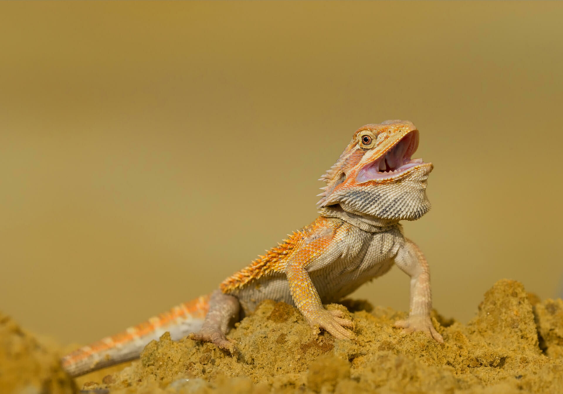 Imagem do Dragão Barbudo